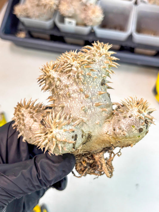 Brevicaule Baker (7) | Rare Plants | Ship with Pots