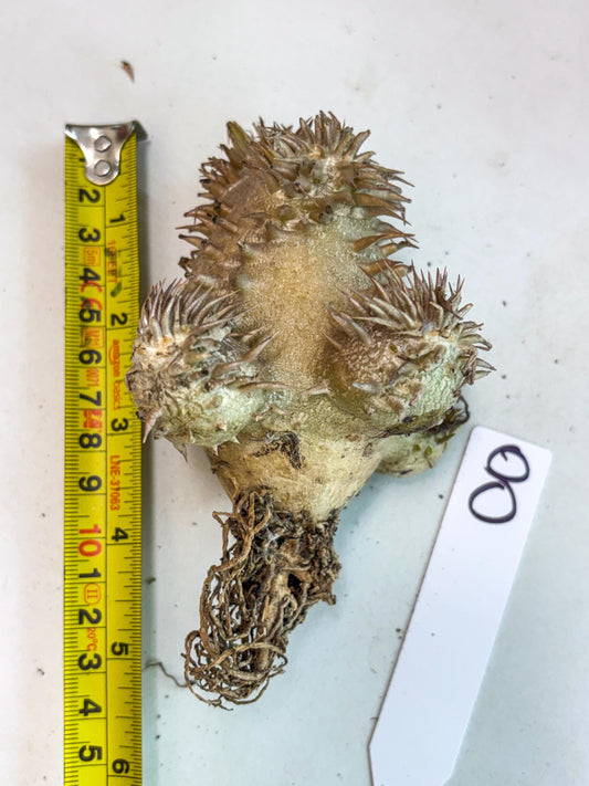 Brevicaule Baker (8) | Rare Plants | Ship with Pots