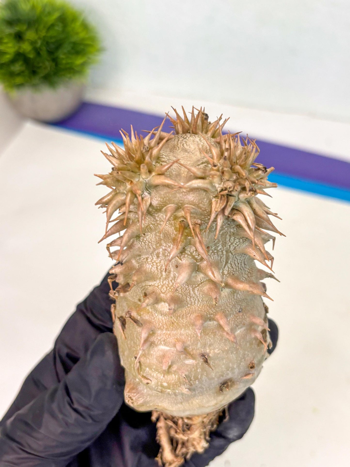 Brevicaule Baker (9) | Rare Plants | Ship with Pots