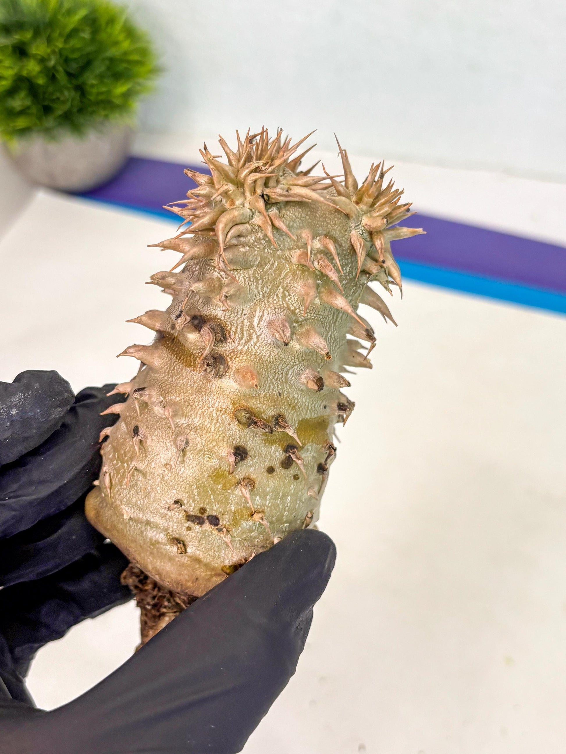 Brevicaule Baker (9) | Rare Plants | Ship with Pots
