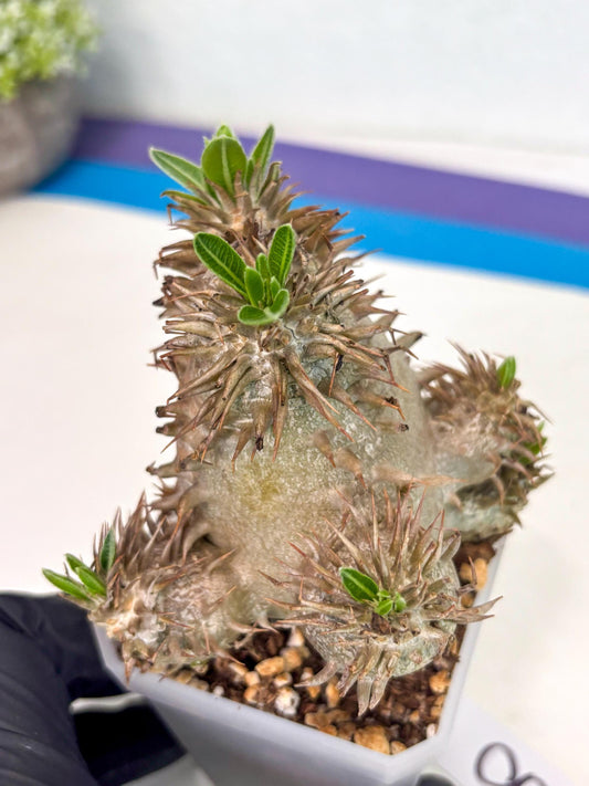 Brevicaule Baker (8) | Rare Plants | Ship with Pots