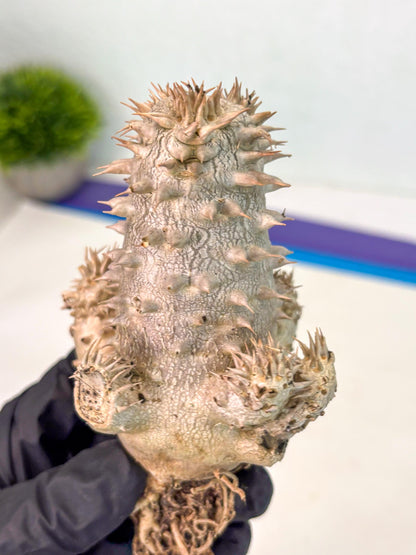 Brevicaule Baker (12) | Rare Plants | Ship with Pots