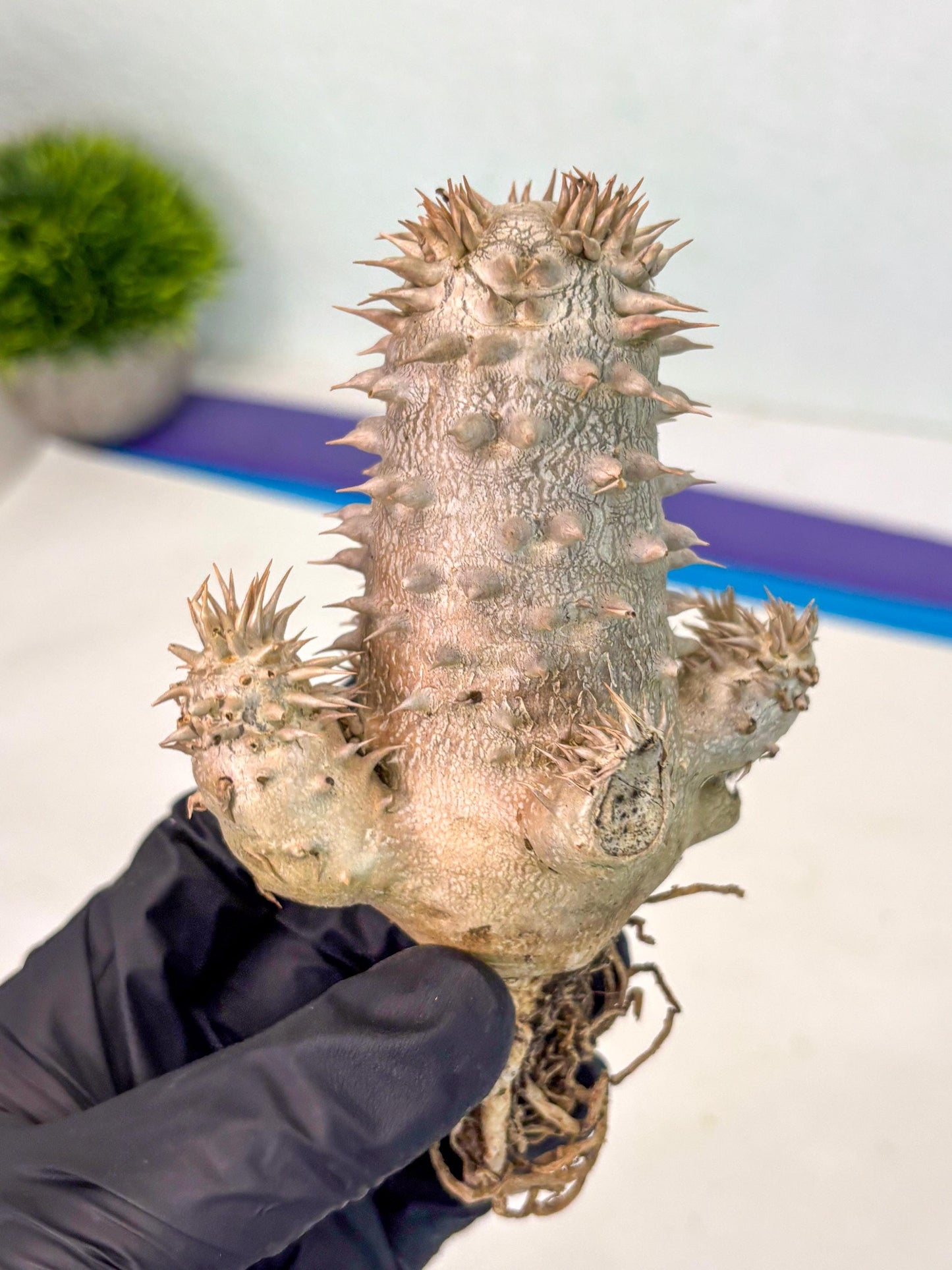Brevicaule Baker (12) | Rare Plants | Ship with Pots