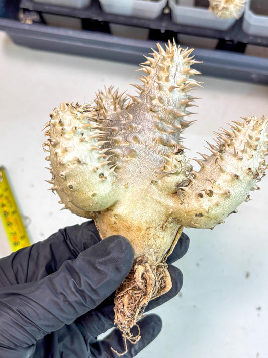 Brevicaule Baker (13) | Rare Plants | Ship with Pots