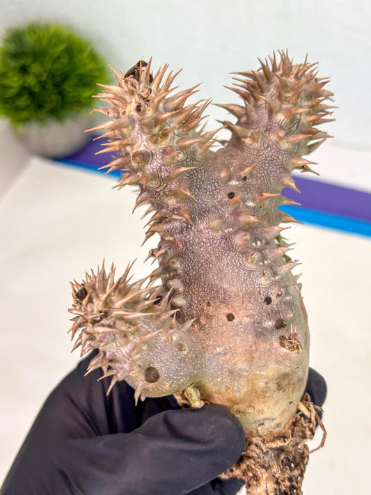 Brevicaule Baker (16) | Rare Plants | Ship with Pots