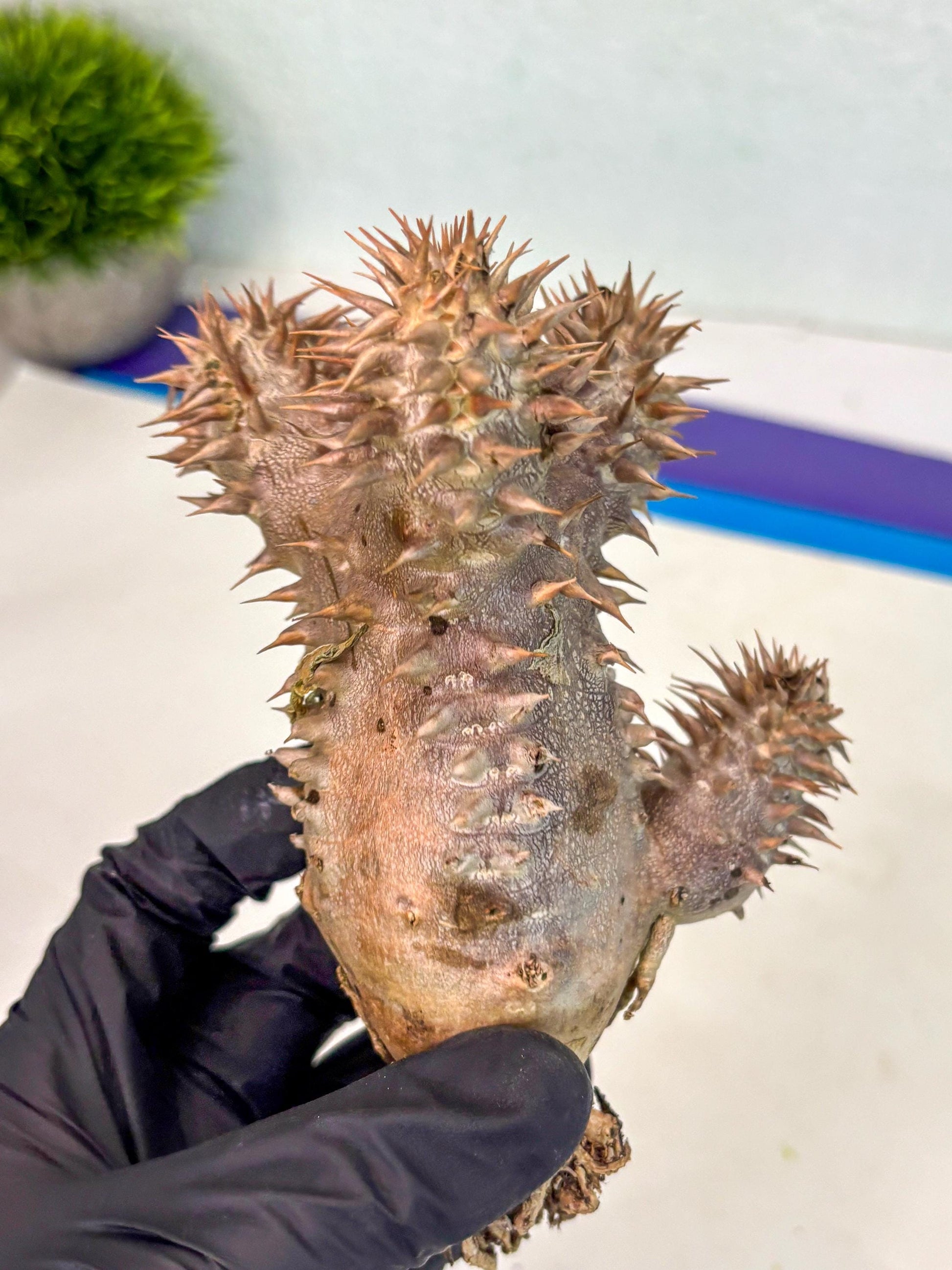 Brevicaule Baker (16) | Rare Plants | Ship with Pots