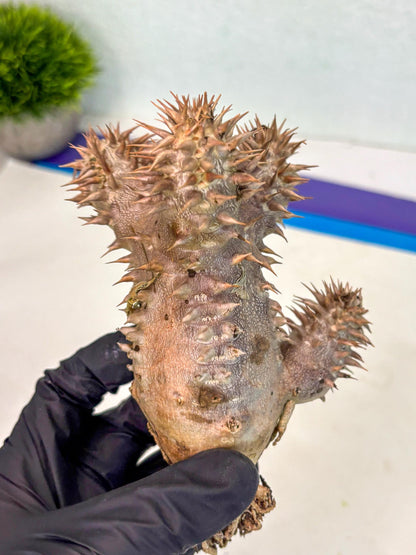 Brevicaule Baker (16) | Rare Plants | Ship with Pots