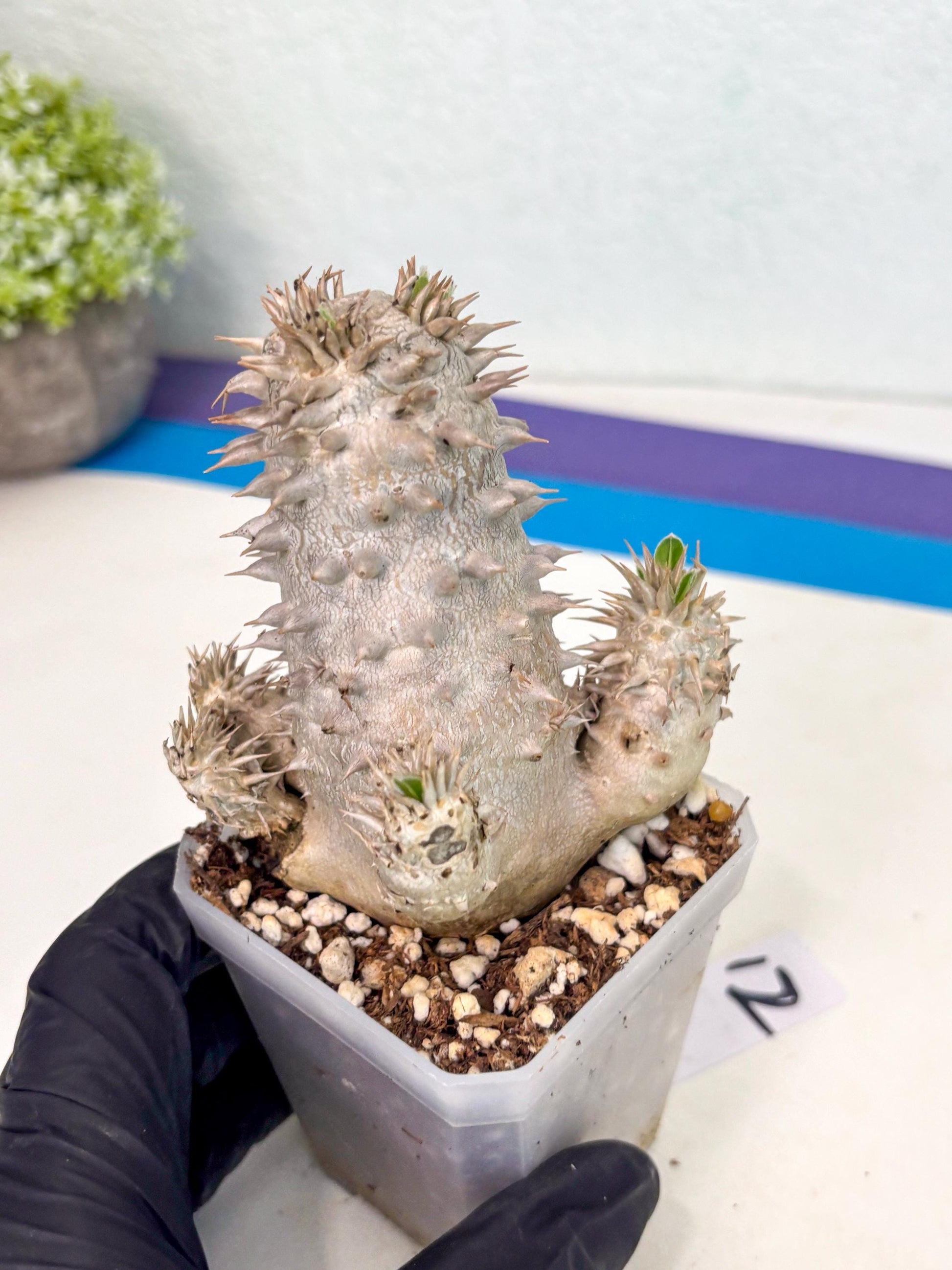 Brevicaule Baker (12) | Rare Plants | Ship with Pots