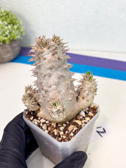 Brevicaule Baker (12) | Rare Plants | Ship with Pots