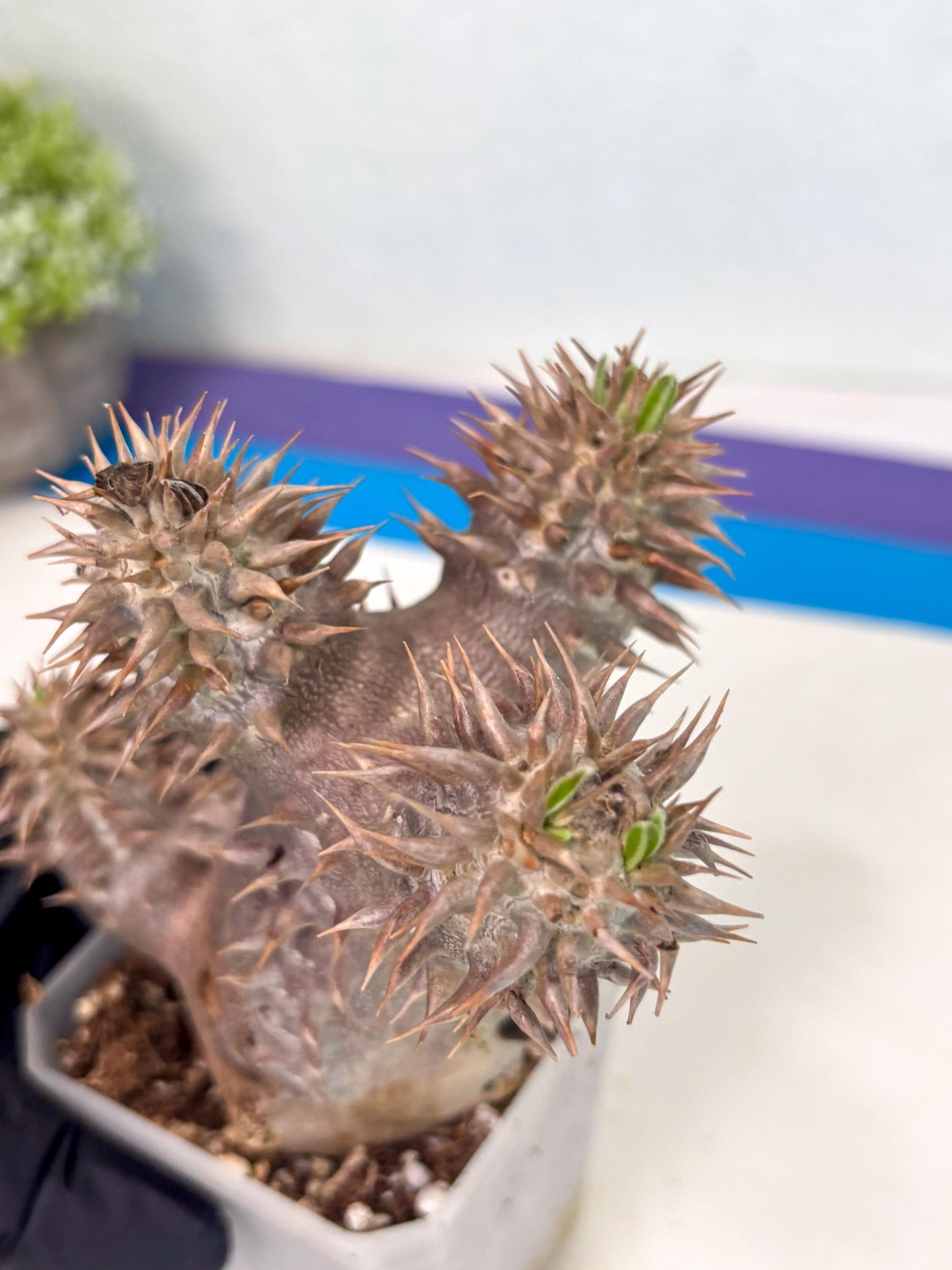 Brevicaule Baker (16) | Rare Plants | Ship with Pots