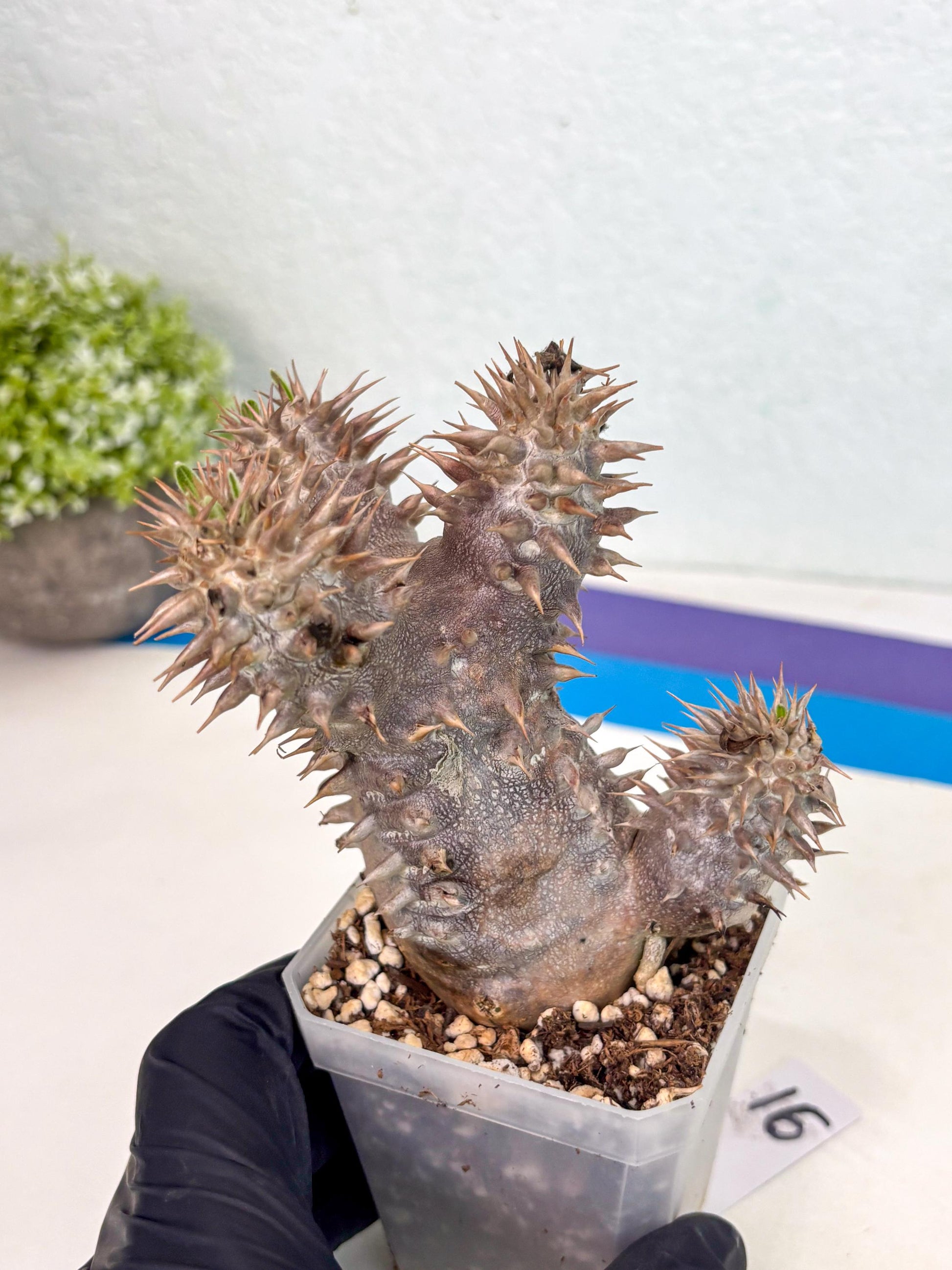 Brevicaule Baker (16) | Rare Plants | Ship with Pots