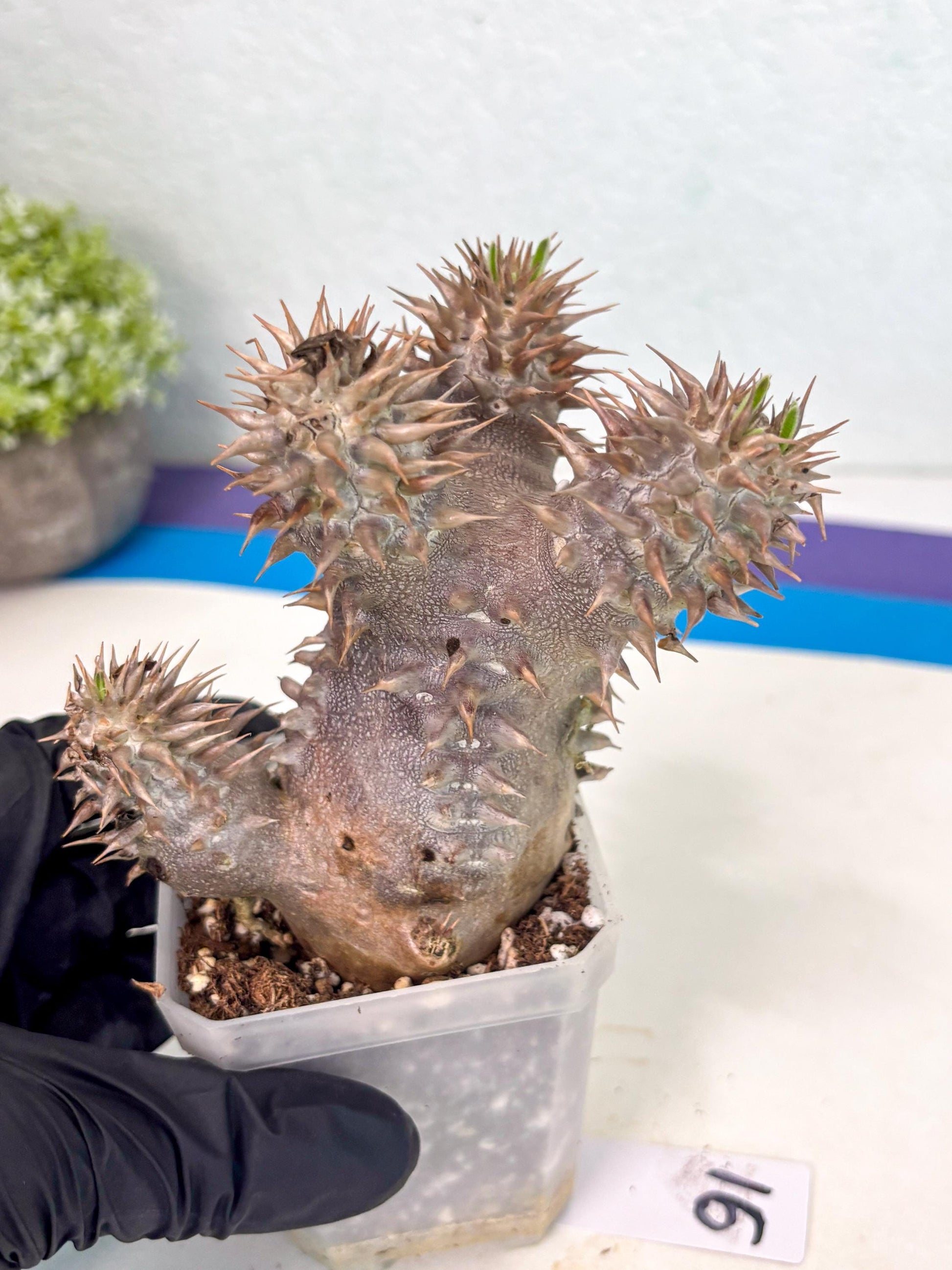 Brevicaule Baker (16) | Rare Plants | Ship with Pots
