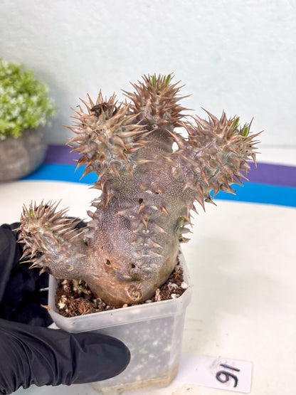 Brevicaule Baker (16) | Rare Plants | Ship with Pots