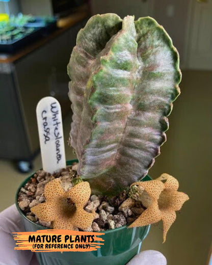 Whitesloanea crassa (5) | Rare House Plants