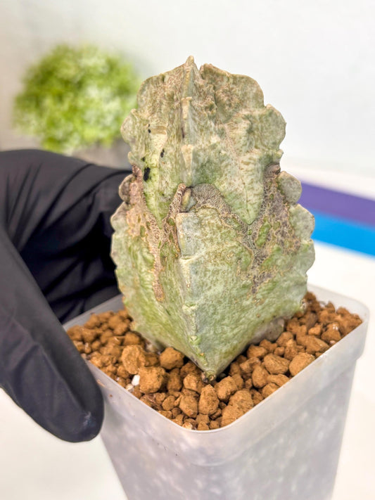 Whitesloanea crassa (9) | Rare House Plants