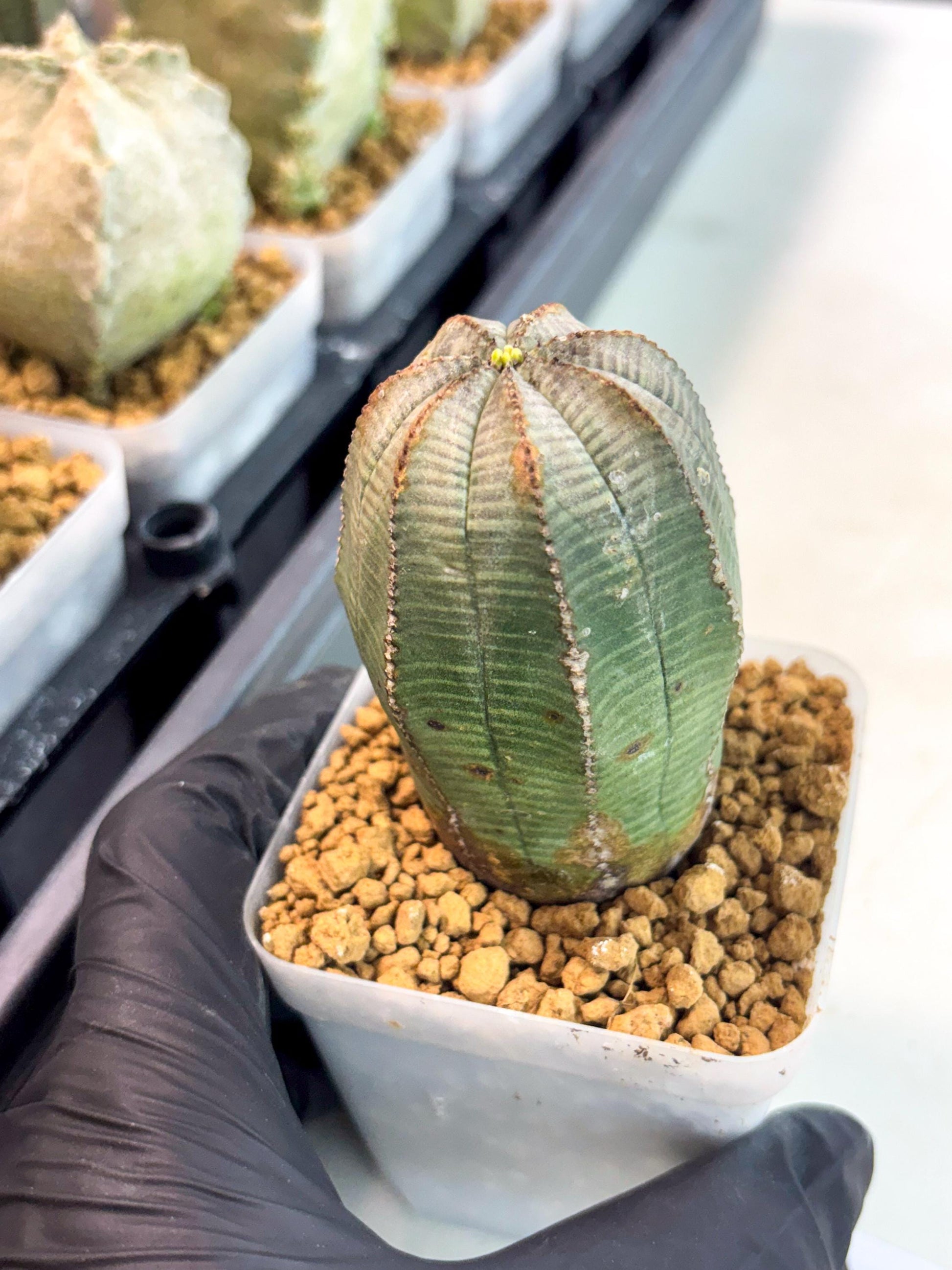 Euphorb Obesa (2) | Newly imported -March