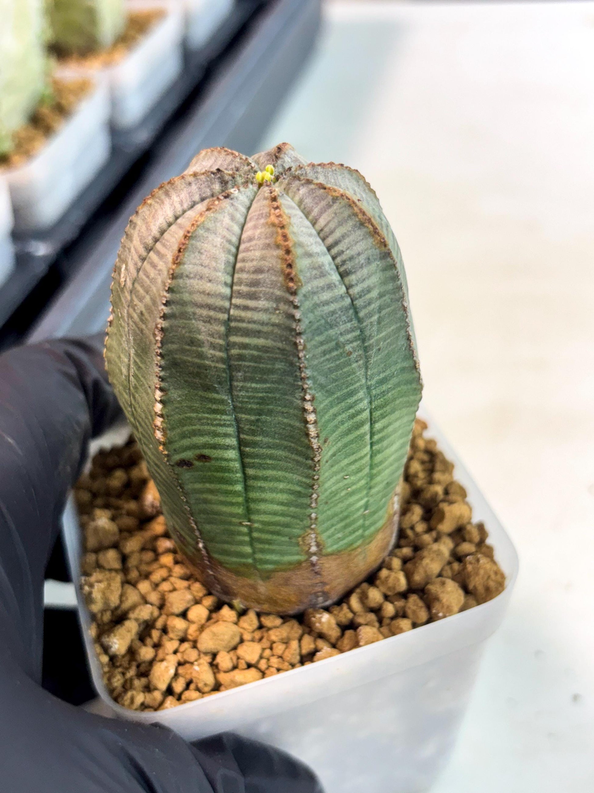 Euphorb Obesa (2) | Newly imported -March