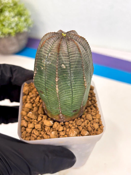 Euphorb Obesa (2) | Newly imported -March