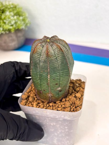 Euphorb Obesa (2) | Newly imported -March