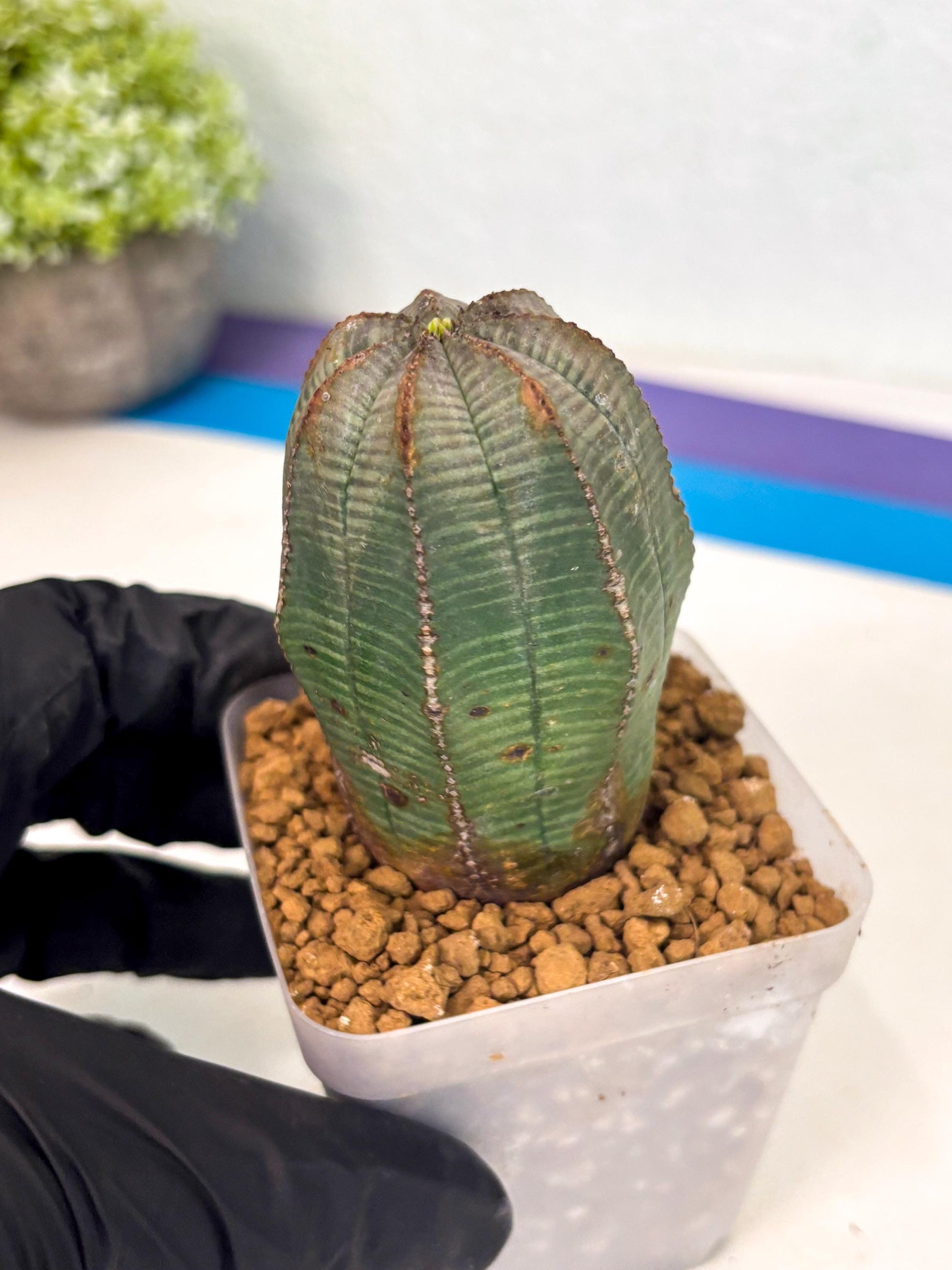 Euphorb Obesa (2) | Newly imported -March