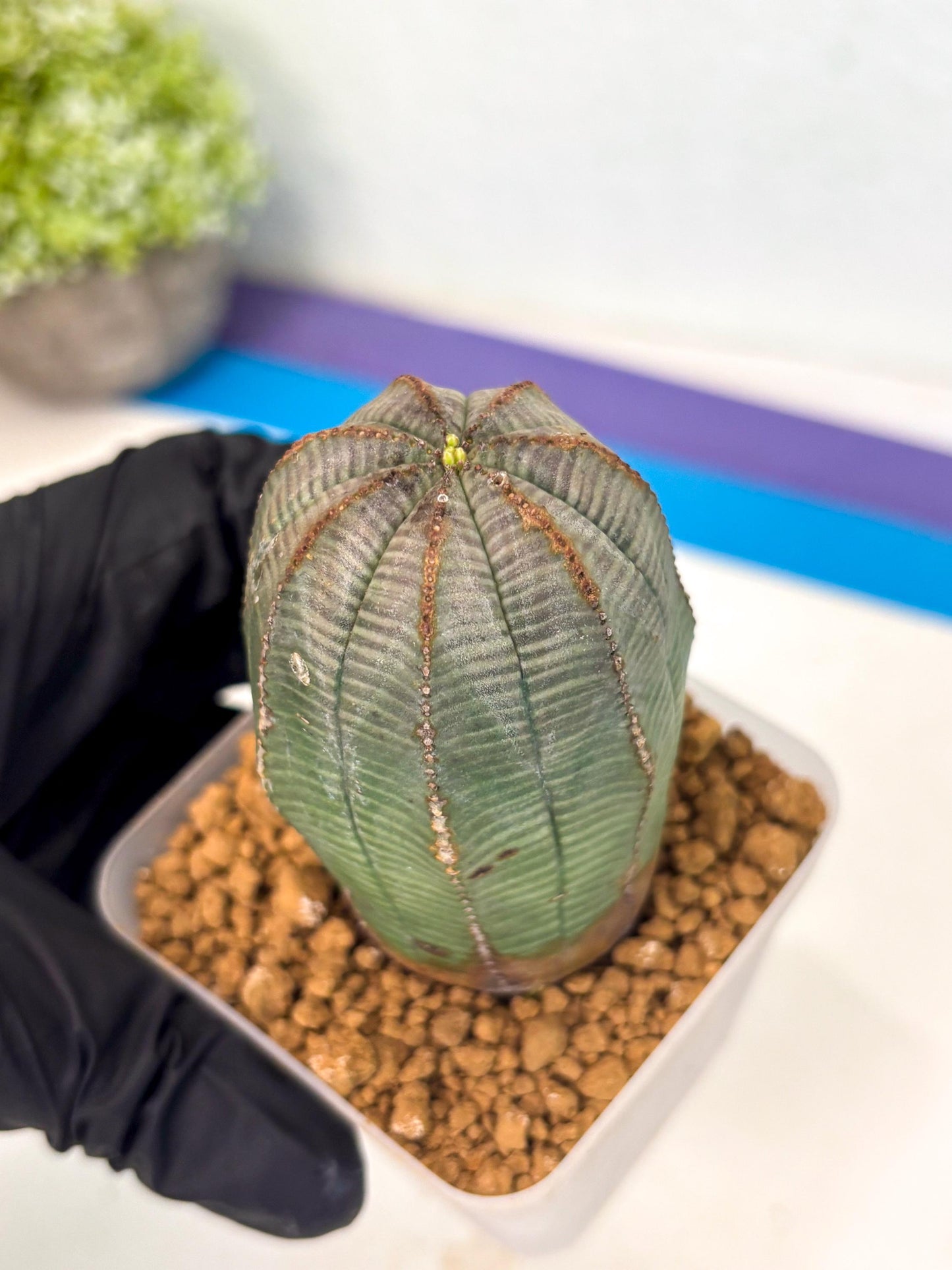 Euphorb Obesa (2) | Newly imported -March