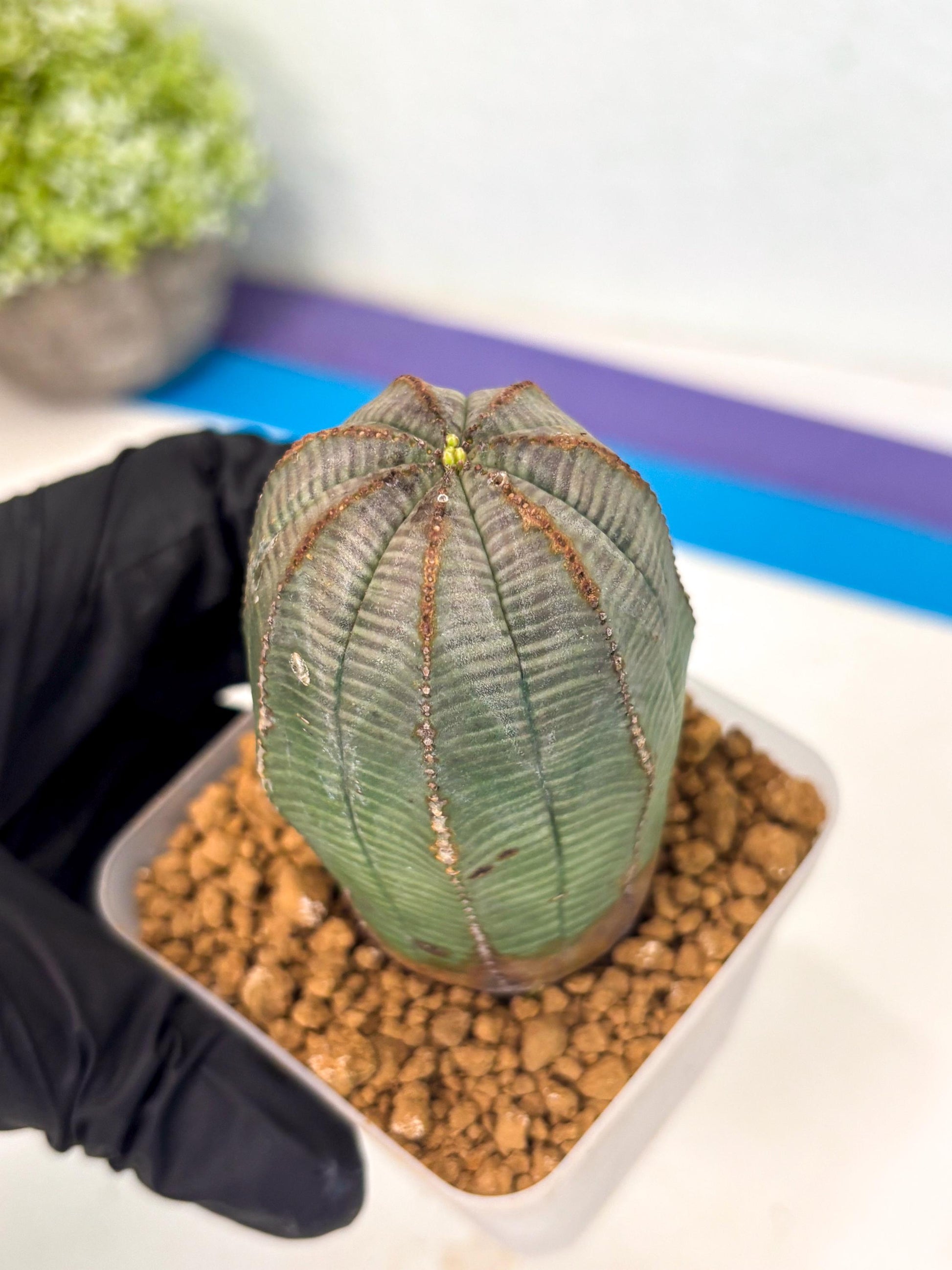 Euphorb Obesa (2) | Newly imported -March