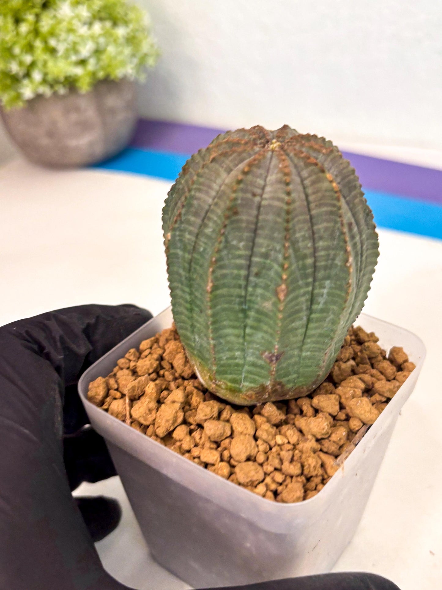 Euphorb Obesa (3) | Newly imported -March