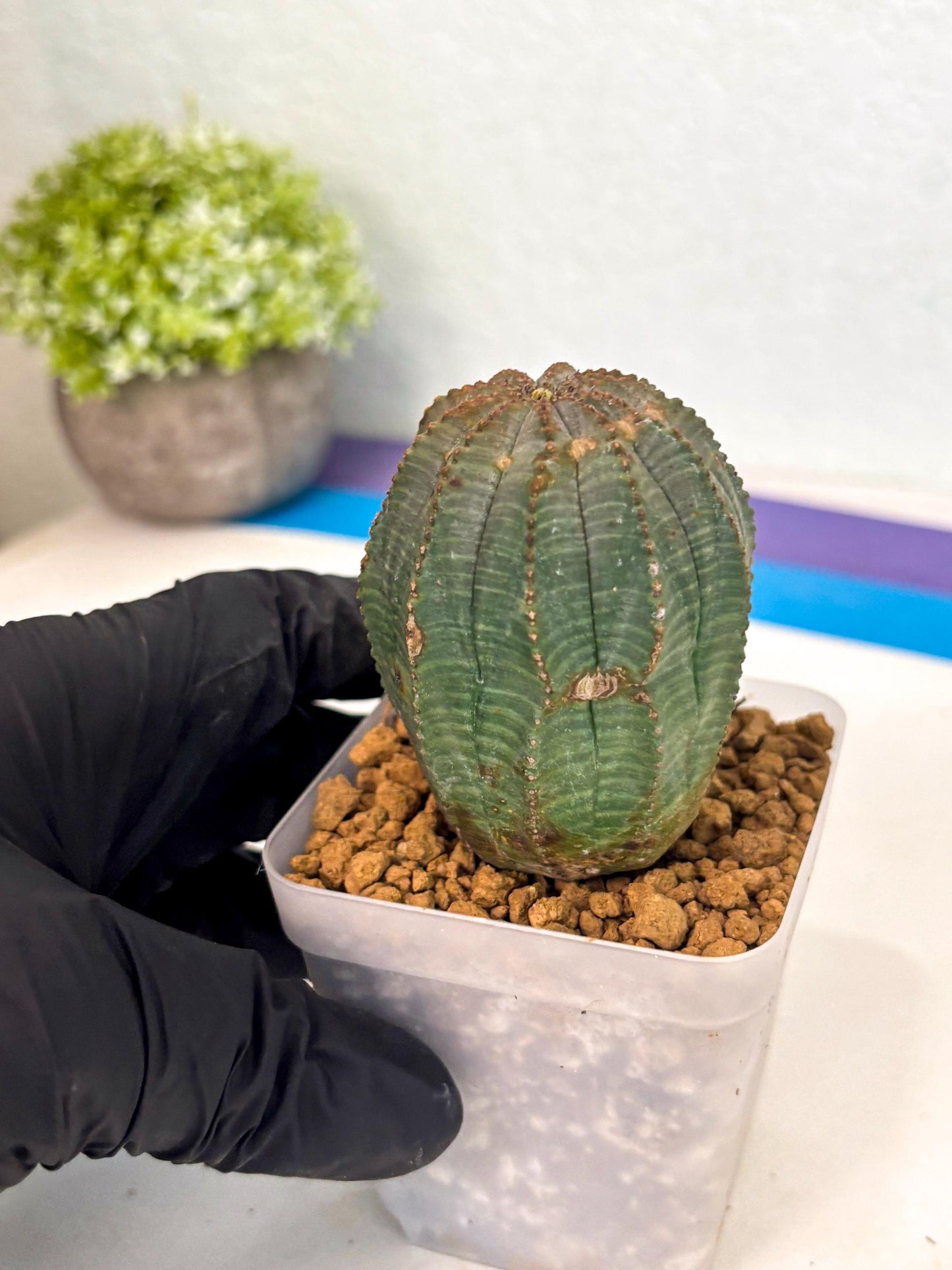 Euphorb Obesa (3) | Newly imported -March