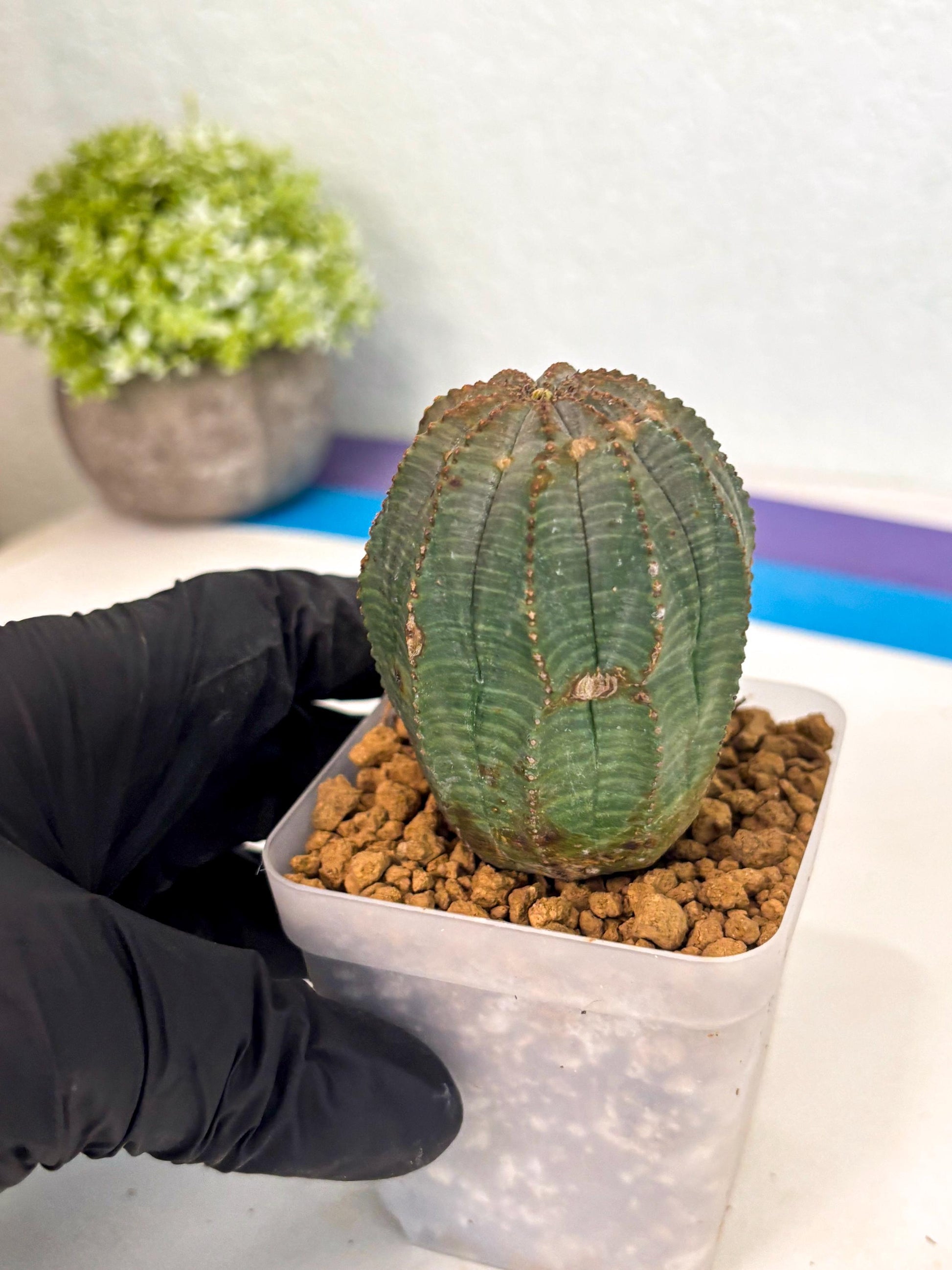 Euphorb Obesa (3) | Newly imported -March