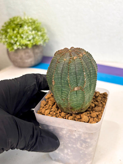 Euphorb Obesa (3) | Newly imported -March