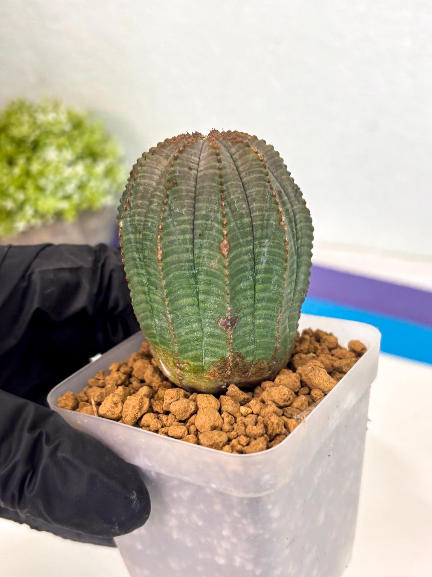 Euphorb Obesa (3) | Newly imported -March