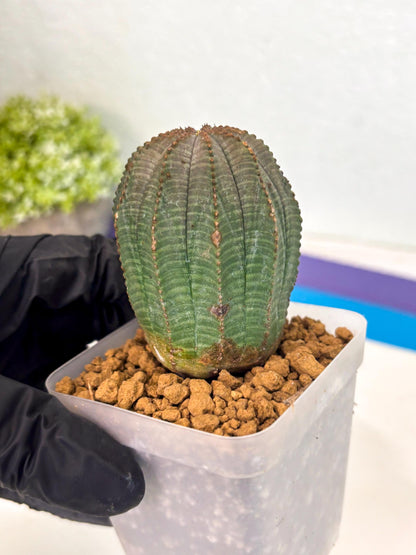Euphorb Obesa (3) | Newly imported -March
