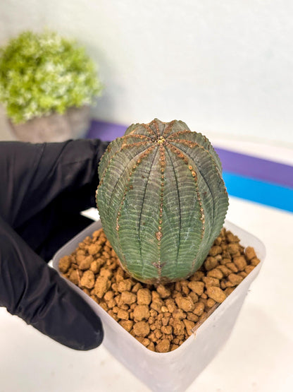 Euphorb Obesa (3) | Newly imported -March