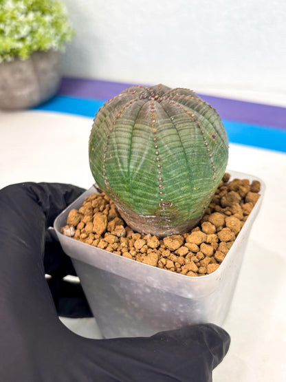 Euphorb Obesa (4) | Newly imported -March
