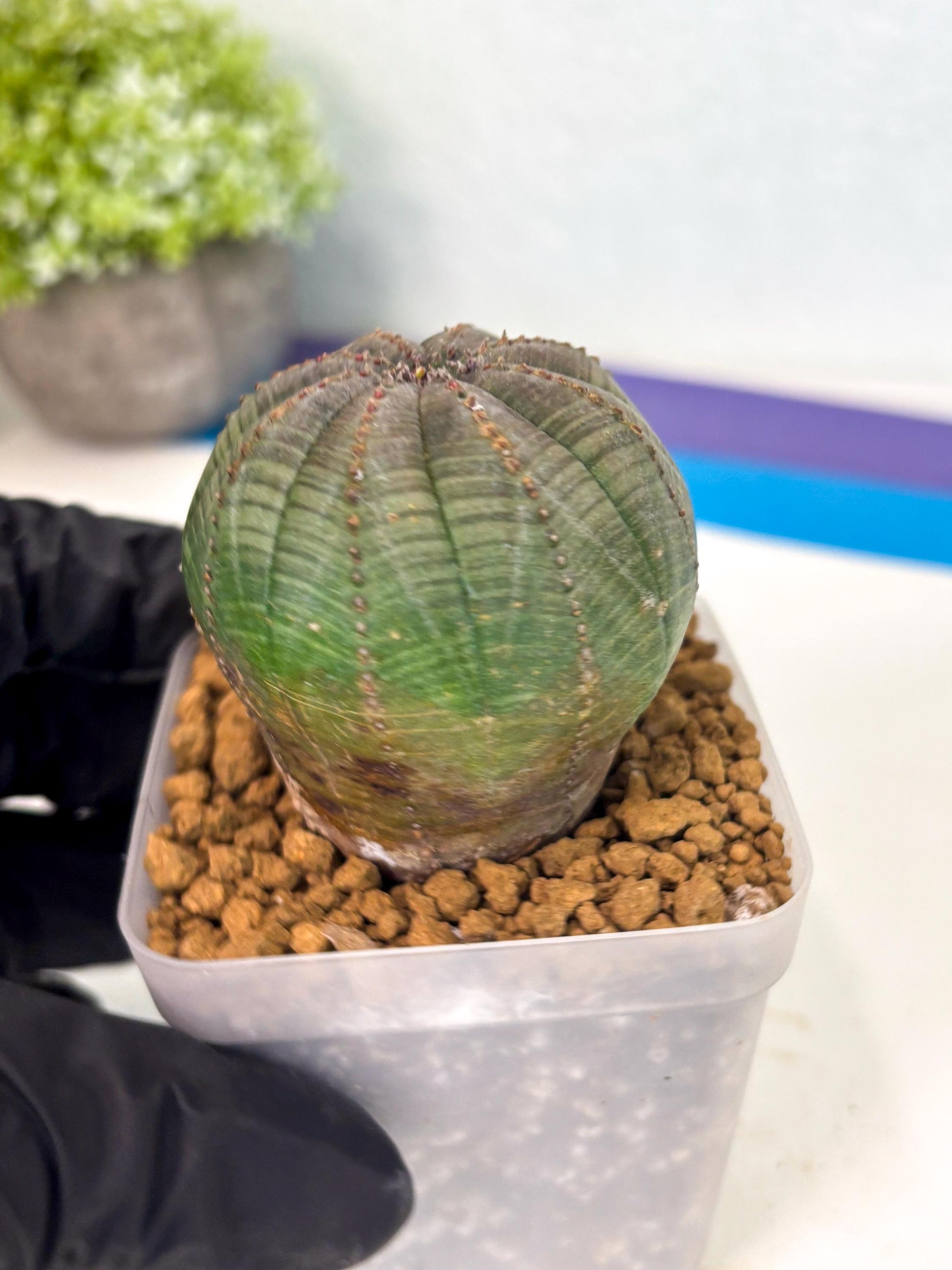 Euphorb Obesa (4) | Newly imported -March