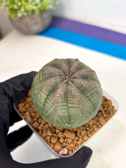 Euphorb Obesa (4) | Newly imported -March