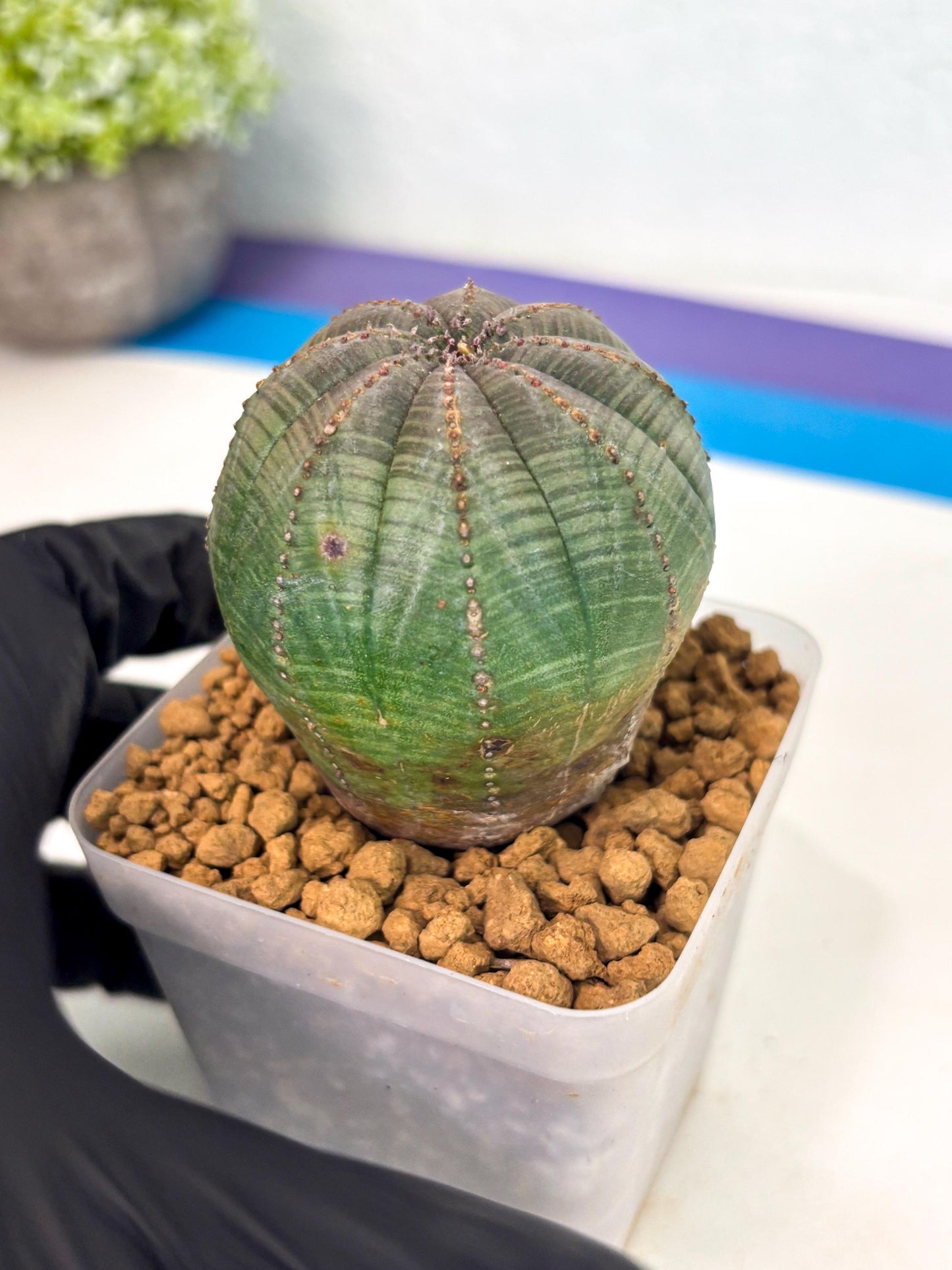 Euphorb Obesa (4) | Newly imported -March