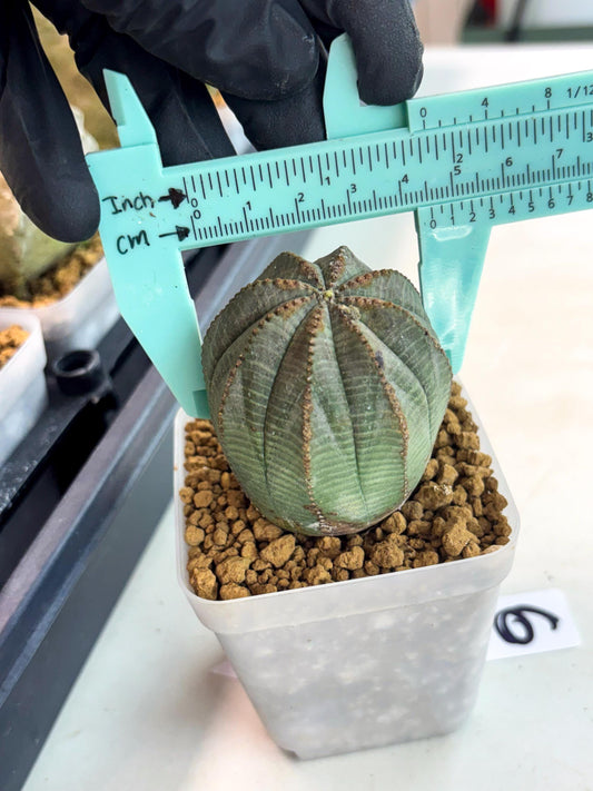 Euphorb Obesa (6) | Newly imported -March