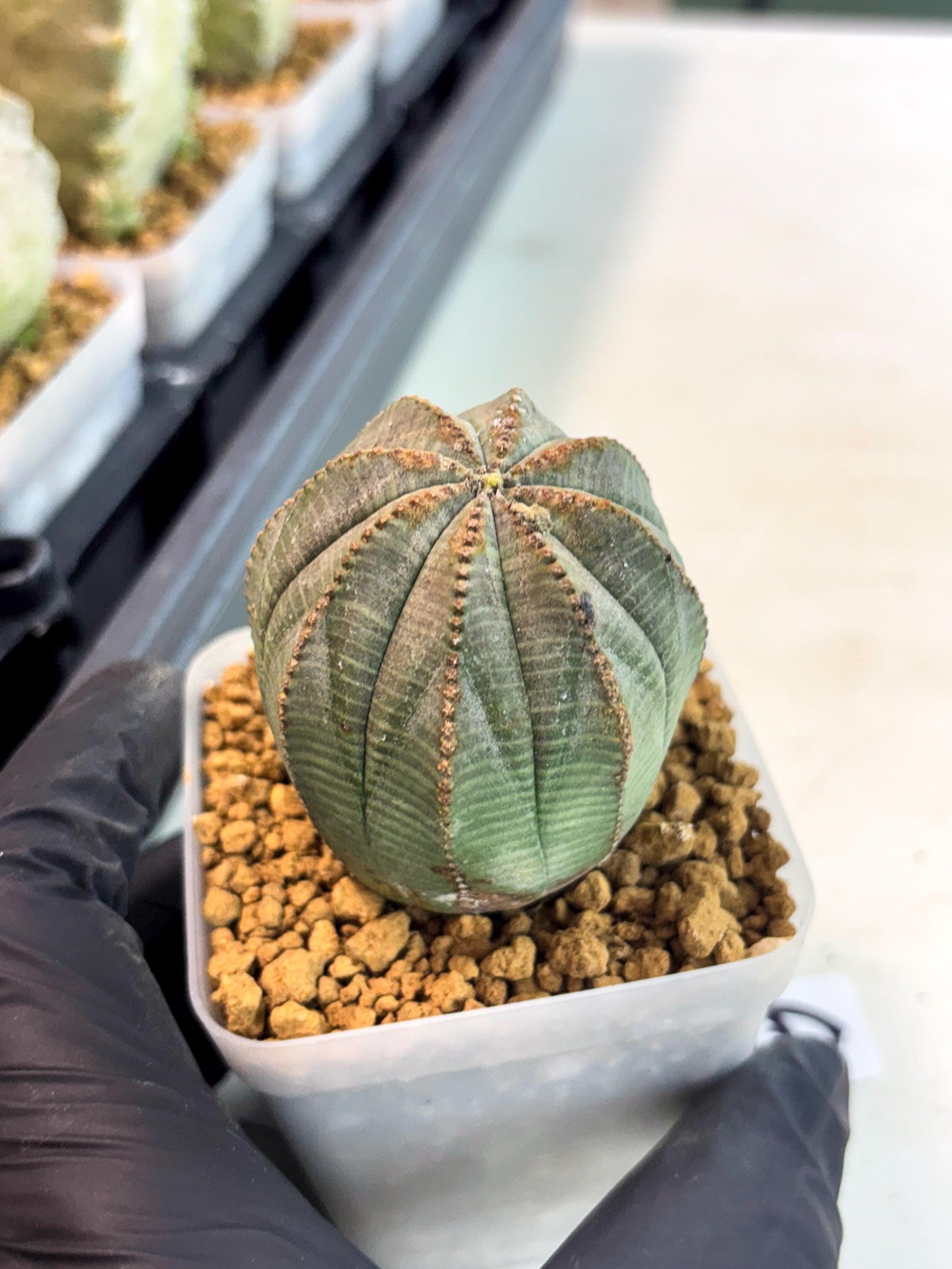 Euphorb Obesa (6) | Newly imported -March