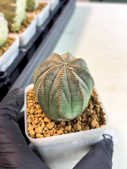 Euphorb Obesa (6) | Newly imported -March