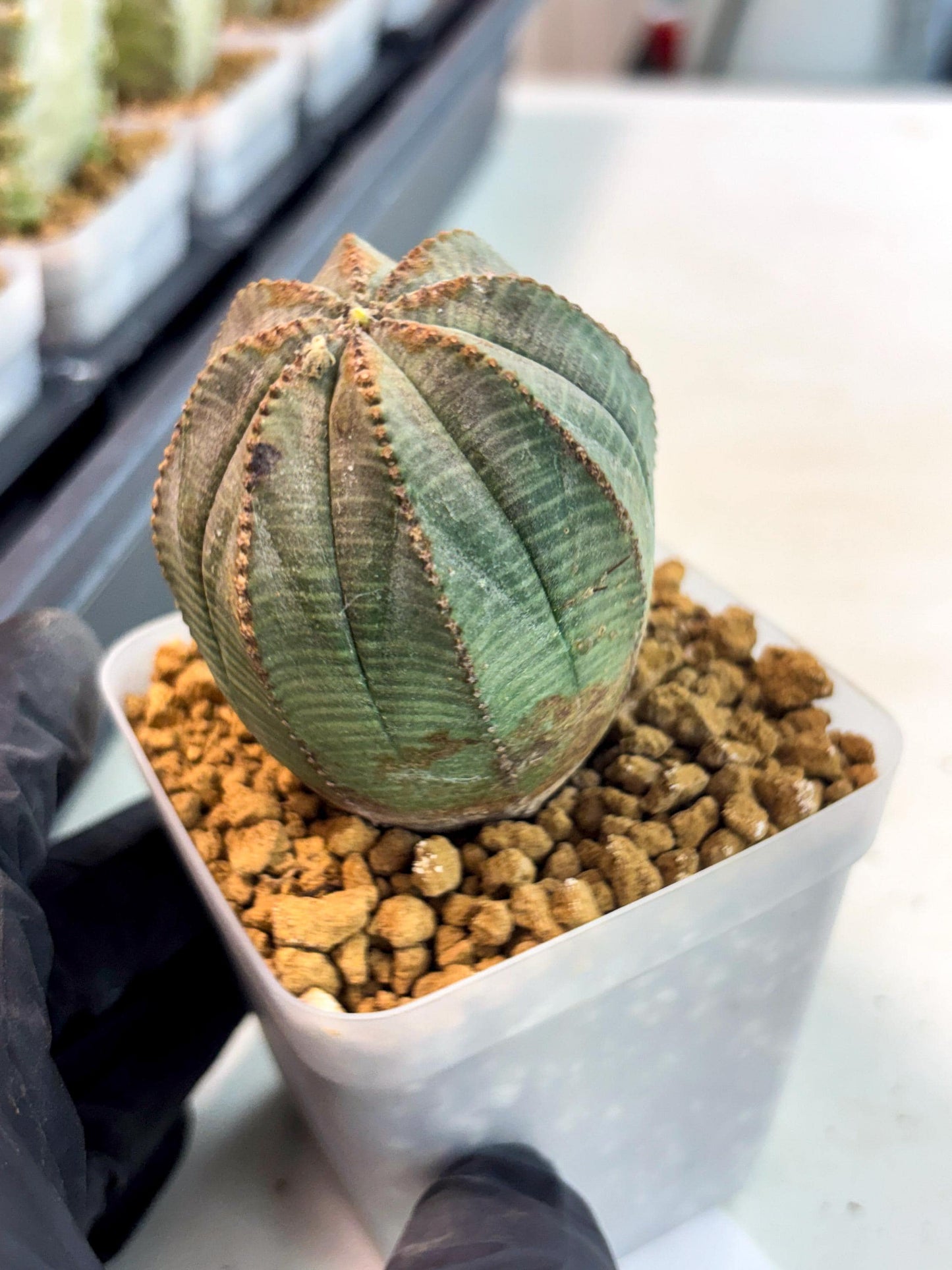 Euphorb Obesa (6) | Newly imported -March