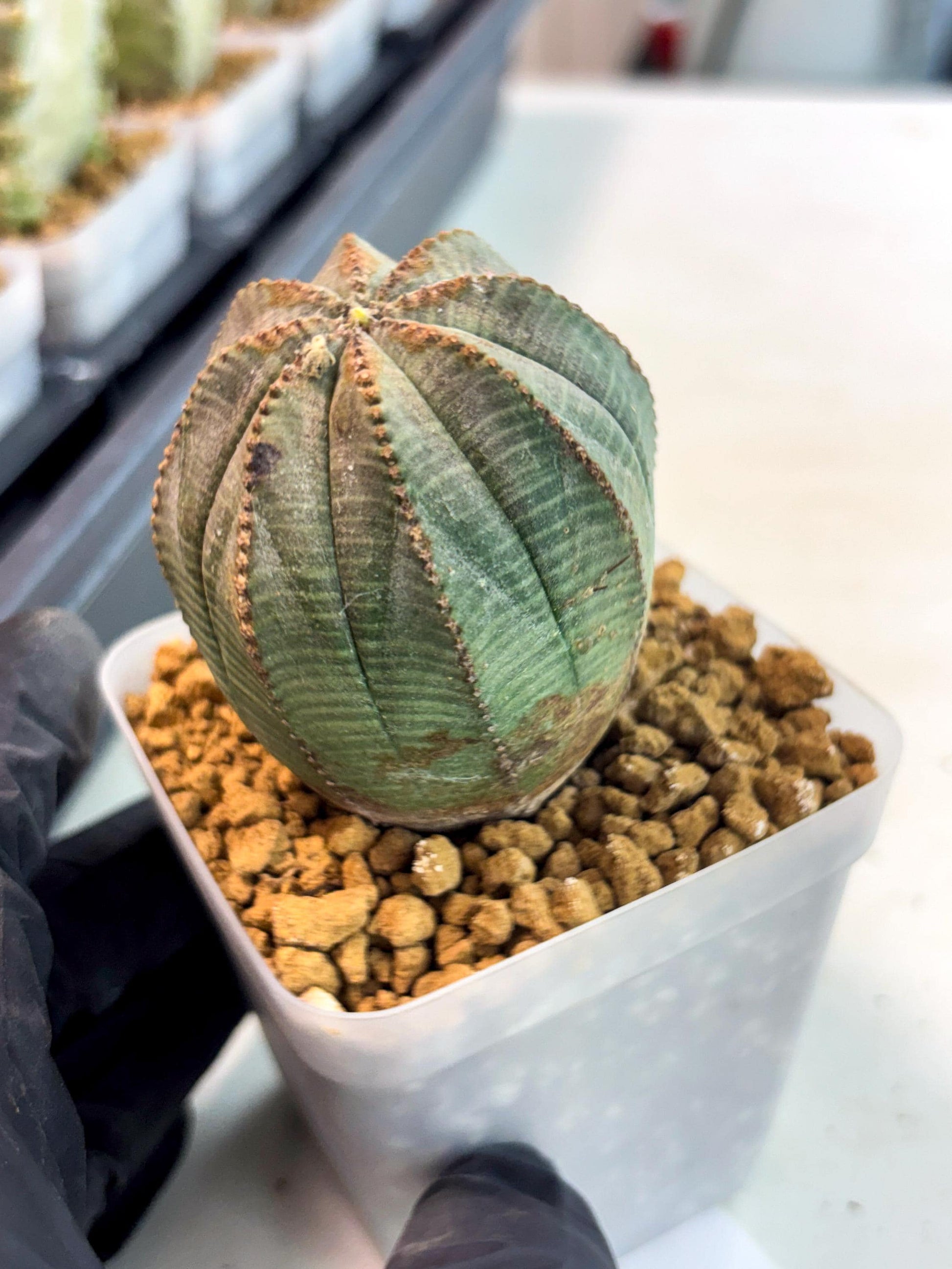Euphorb Obesa (6) | Newly imported -March