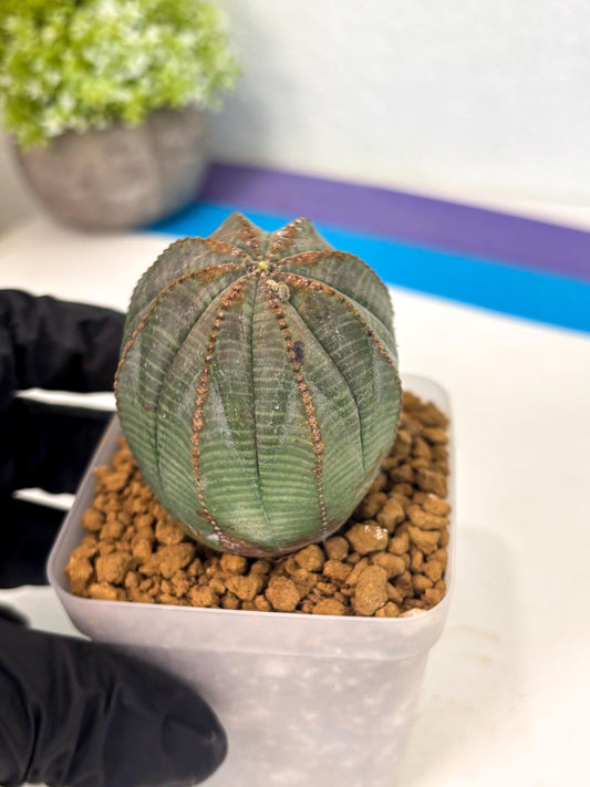 Euphorb Obesa (6) | Newly imported -March