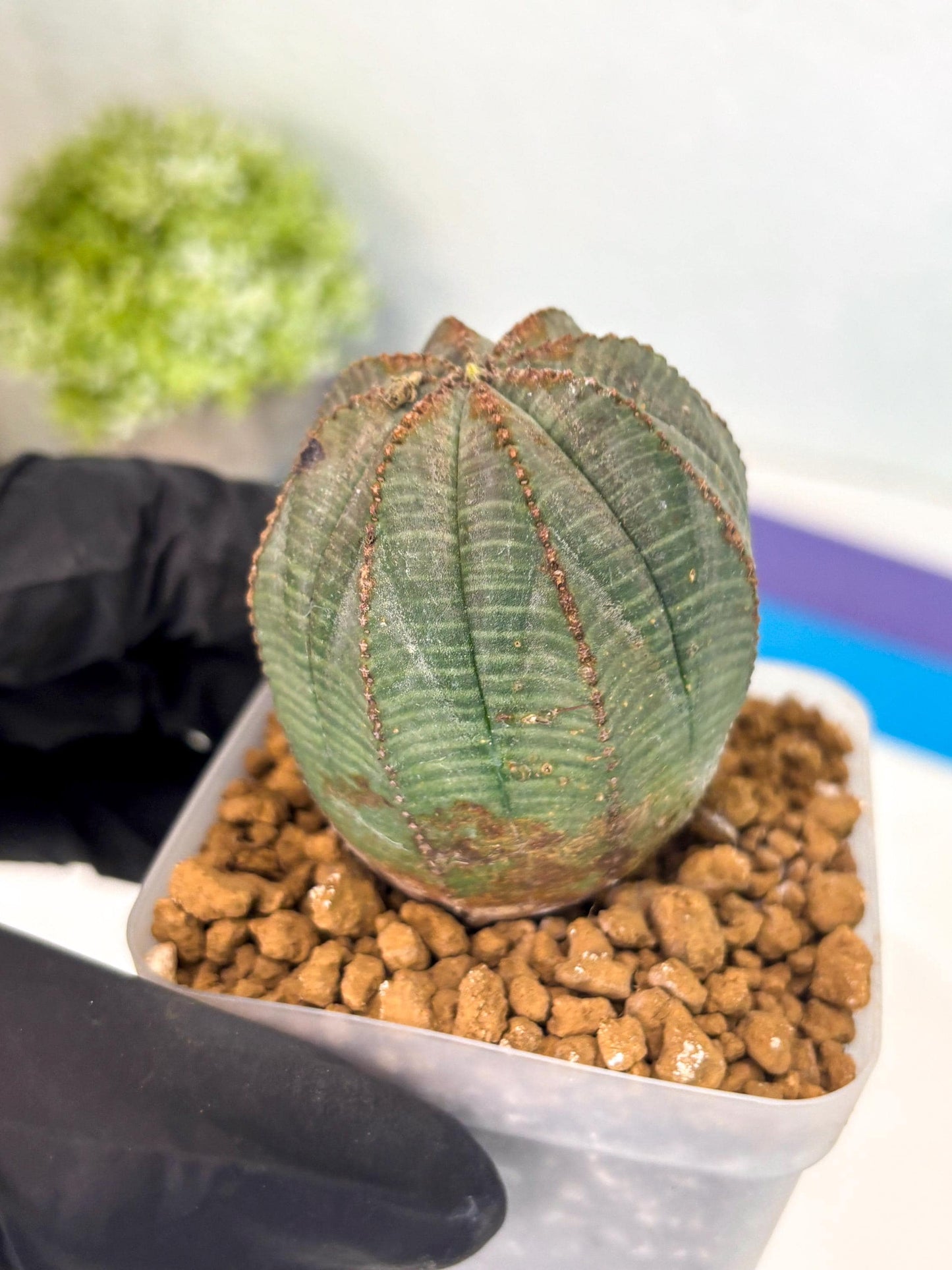 Euphorb Obesa (6) | Newly imported -March