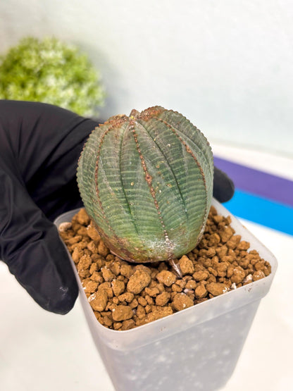 Euphorb Obesa (6) | Newly imported -March