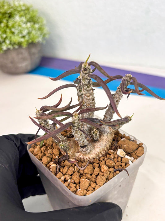 Rare Succulents (4) | Assorted Succulent | Indoor Cactus