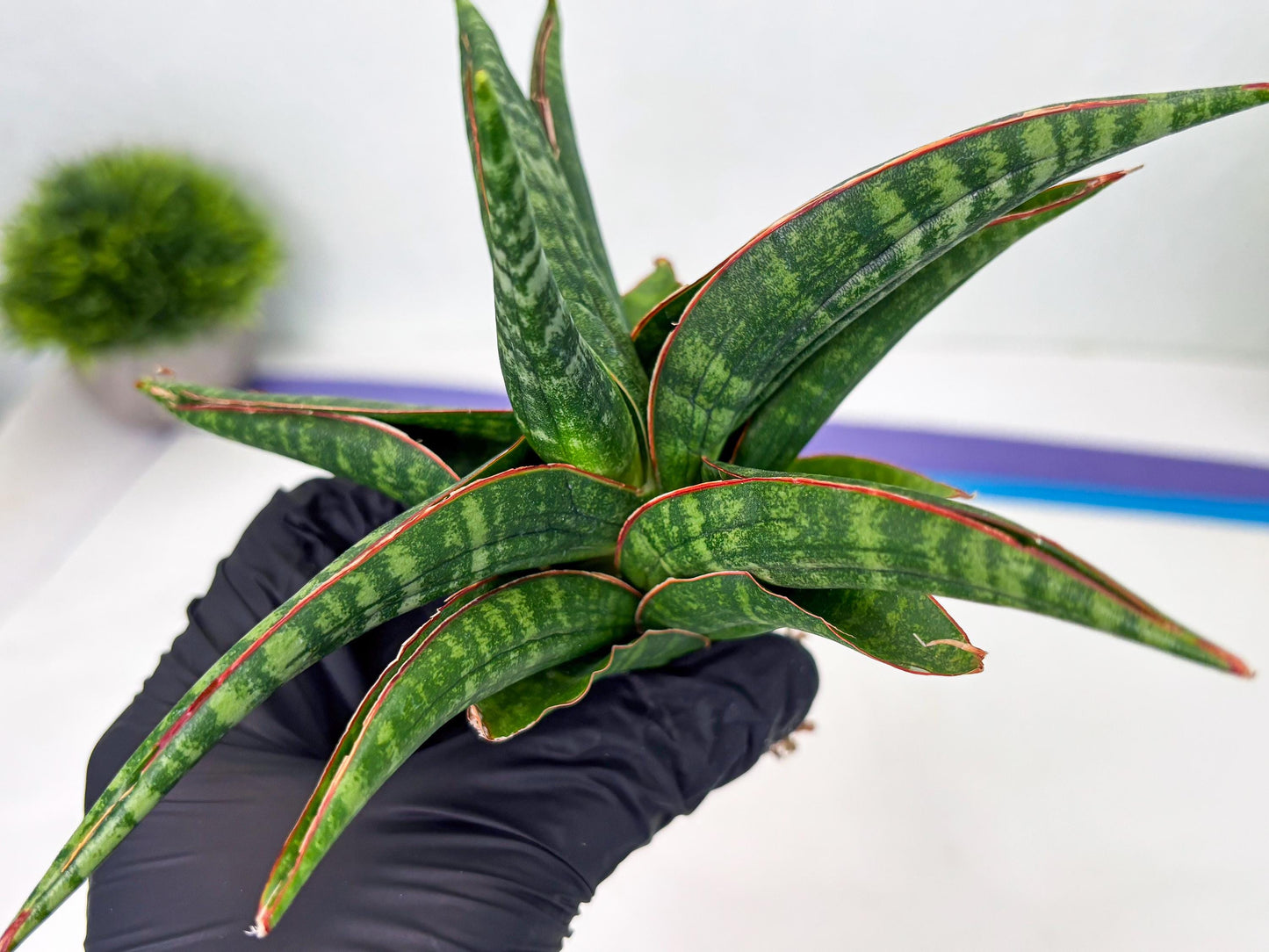 Sansevieria Abra (ba1) (2) | Rare imported