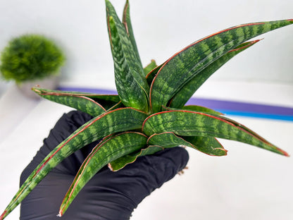 Sansevieria Abra (ba1) (2) | Rare imported