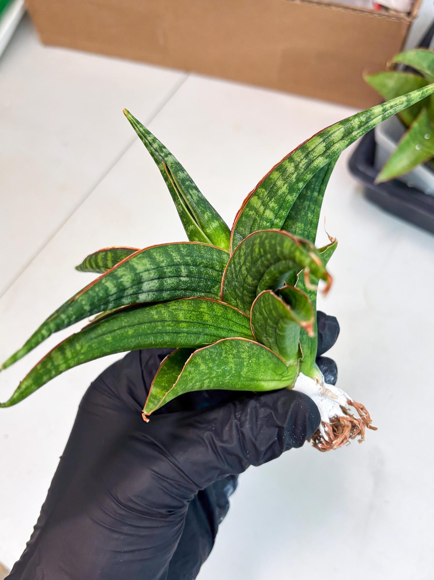 Sansevieria Abra (ba1) (2) | Rare imported