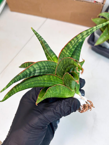 Sansevieria Abra (ba1) (2) | Rare imported